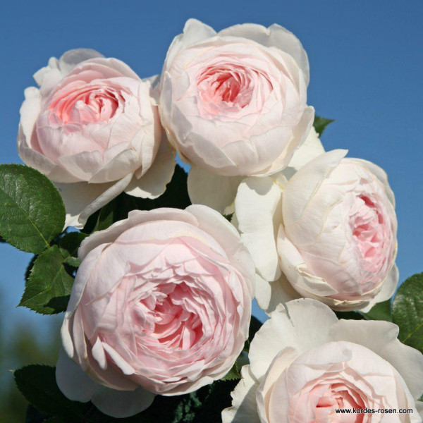 DUCHESS CHRISTIANA® DUCHESS CHRISTIANA®